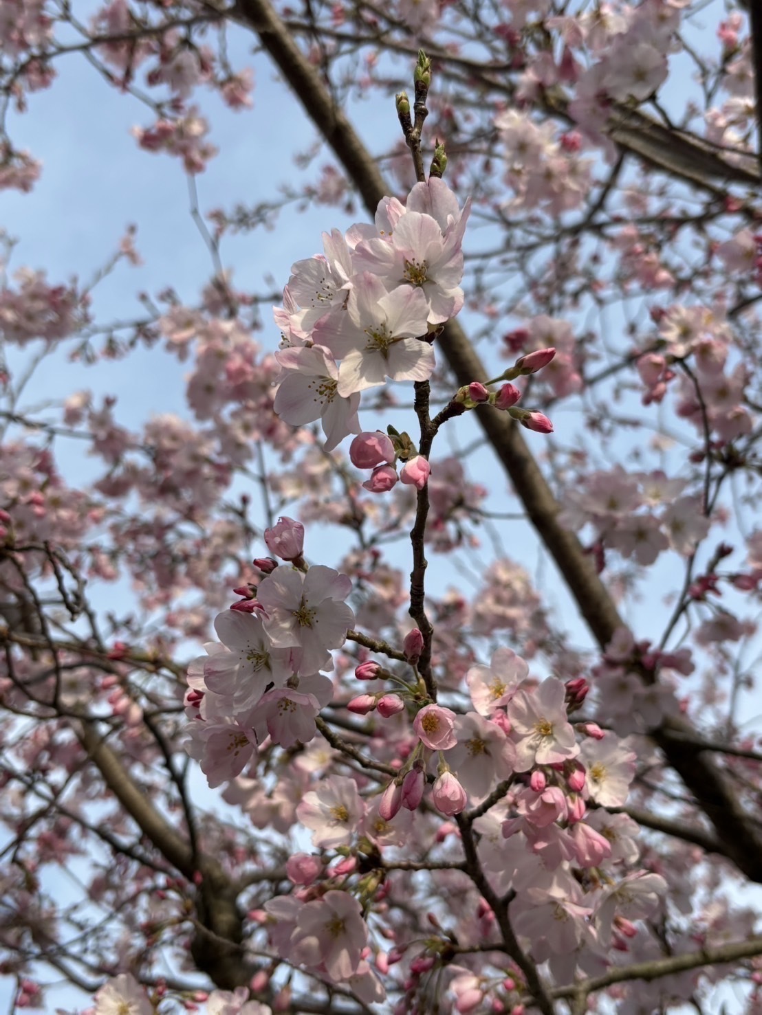 暖かい春‼️